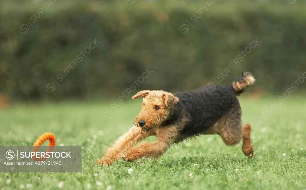 Airedale Terrier - playing