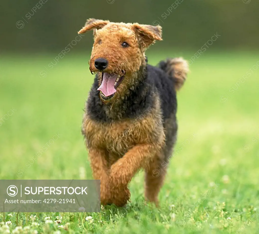 Airedale Terrier on meadow