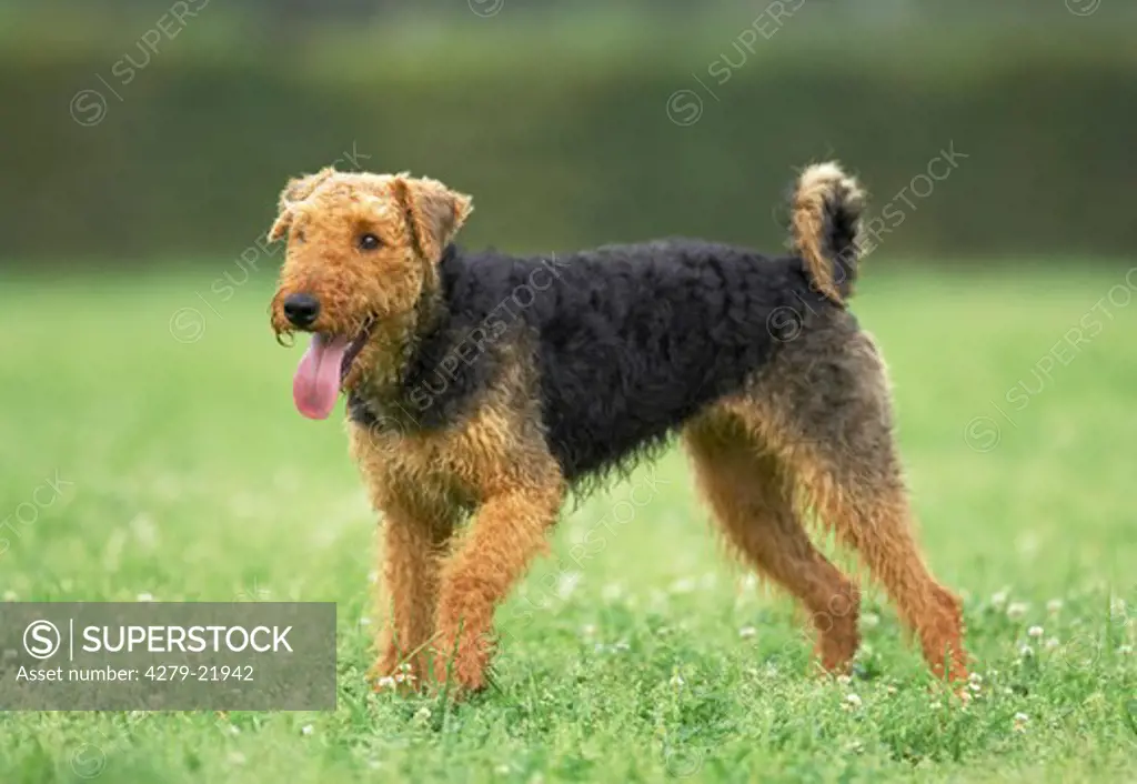 Airedale Terrier - standing on meadow