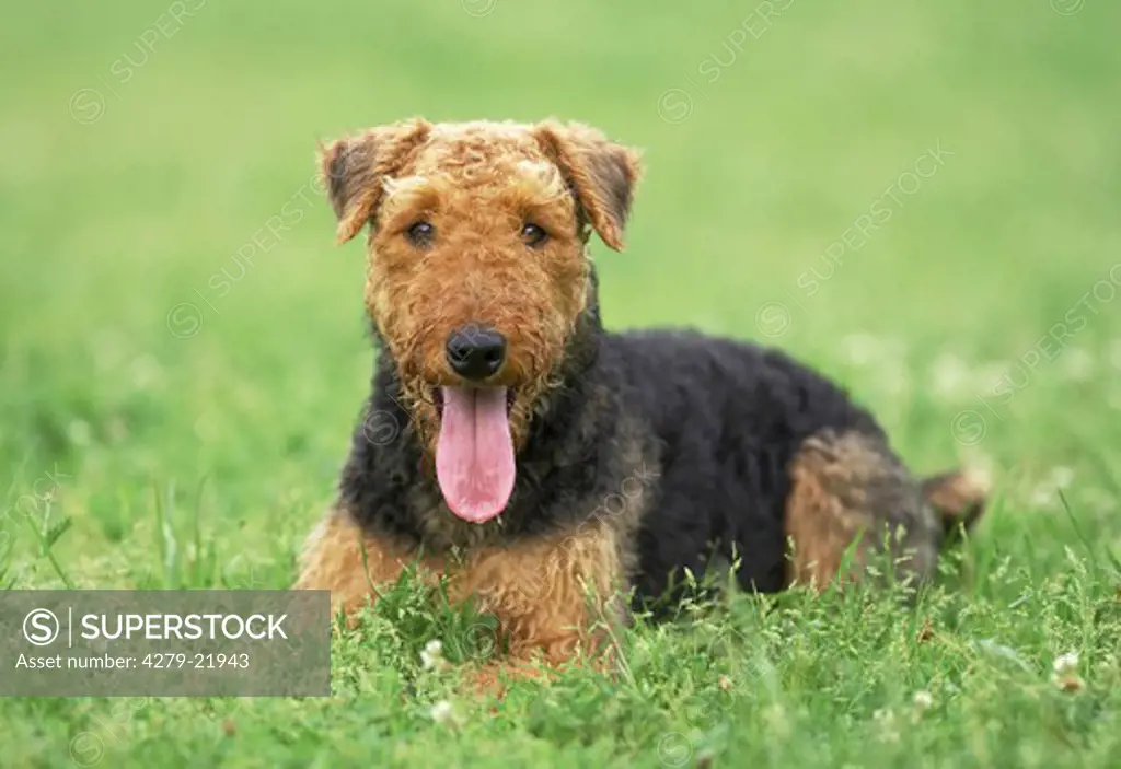 Airedale Terrier - lying on meadow