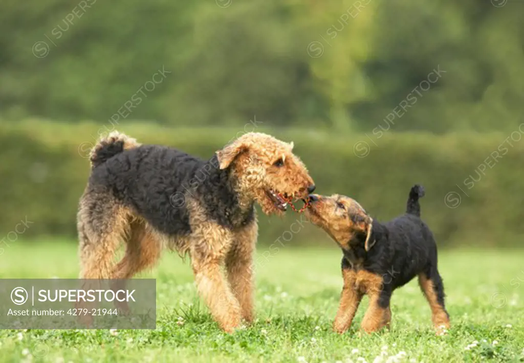 Airedale Terrier and puppy on meadow