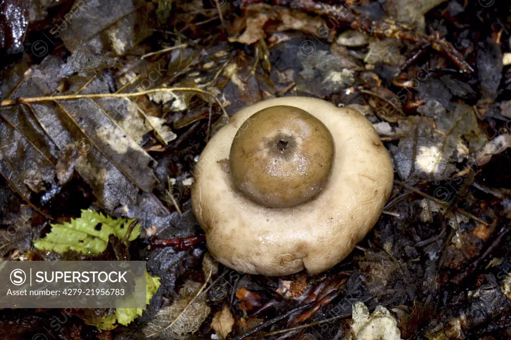 Fringed Earthstar, Sessile Earthstar (Geastrum fimbriatum), fruit body  ebverted its cap to get spores better thrown out.