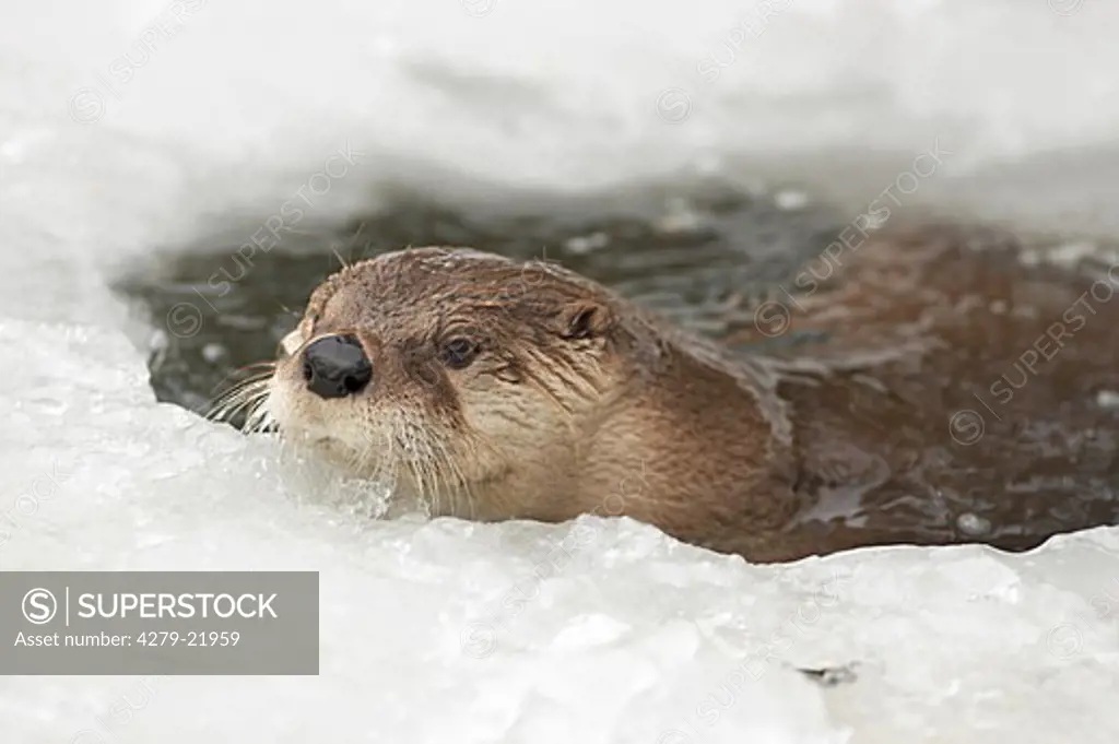 European otter in water, Lutra lutra