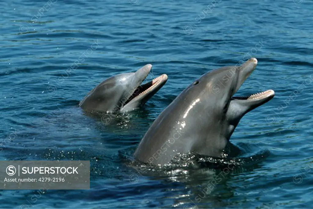 delphinus delphis, saddleback, crisscross dolphin