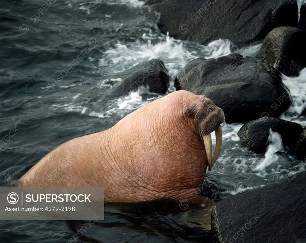 odobenus rosmarus, walrus