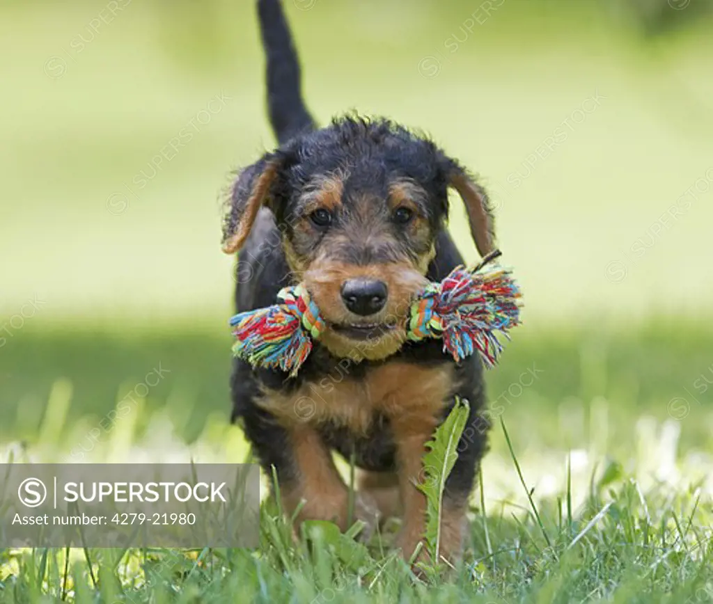 Airedale Terrier puppy with toy