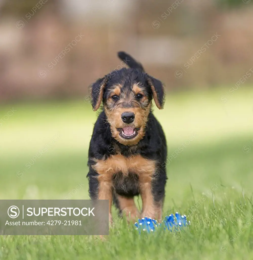 Airedale Terrier - standing on meadow