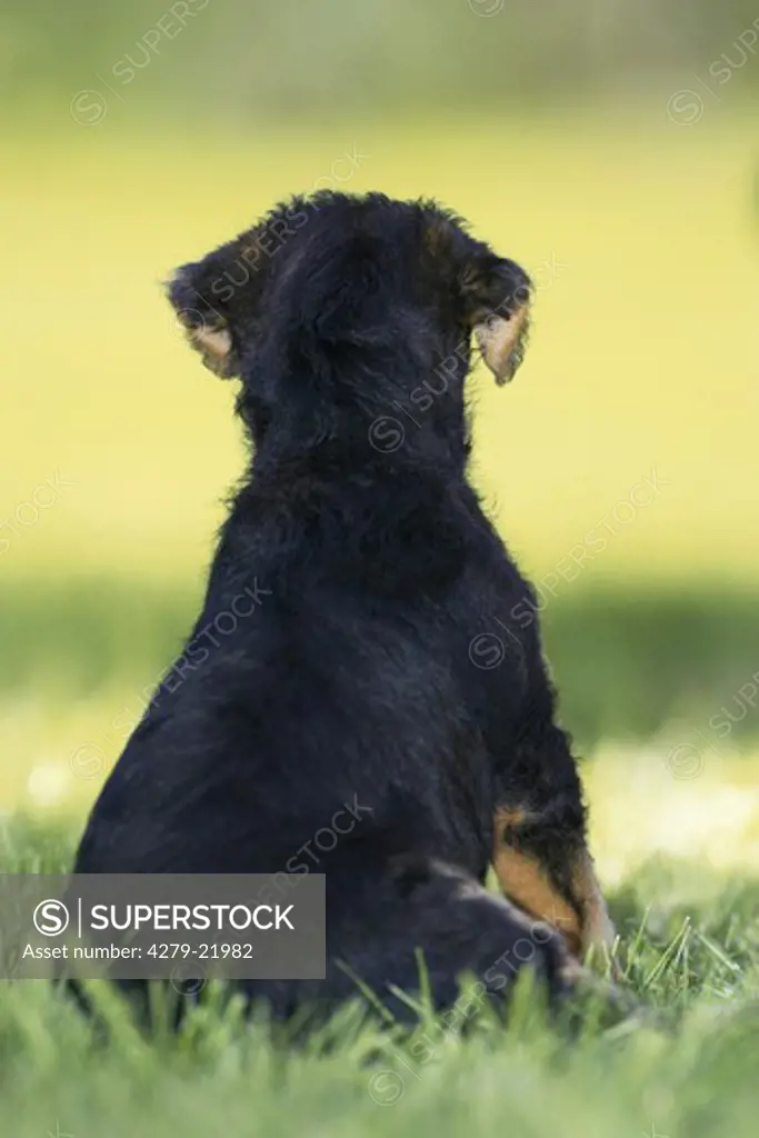 Airedale Terrier - sitting on meadow