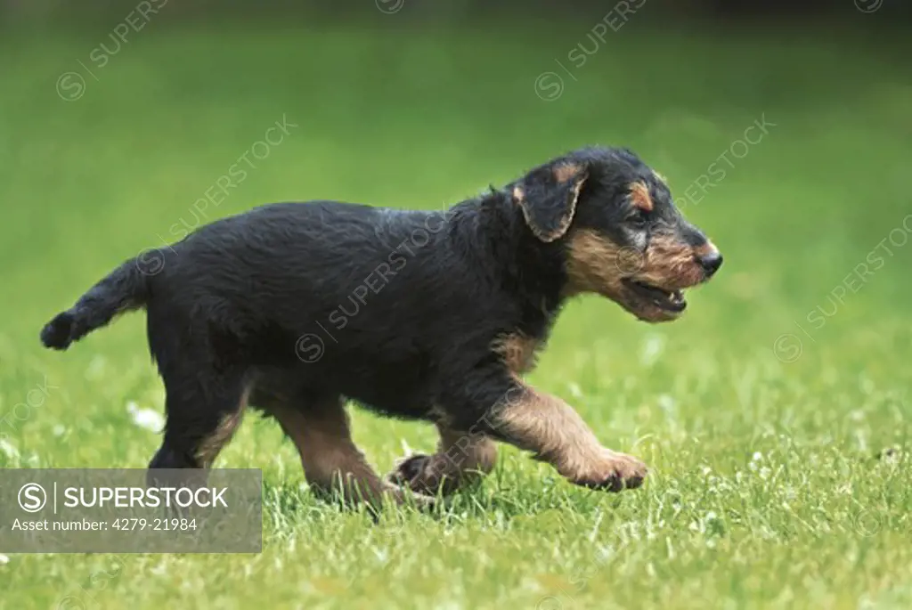 Airedale Terrier puppy - walking on meadow