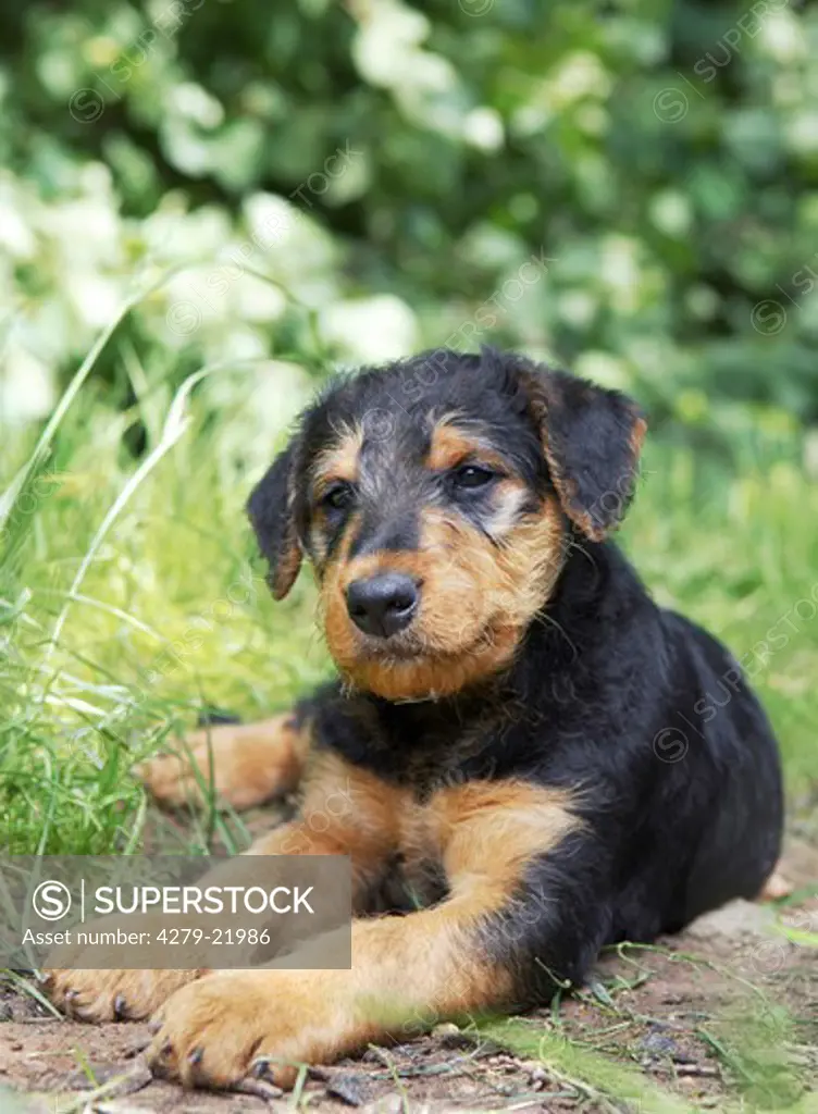 Airedale Terrier puppy - lying