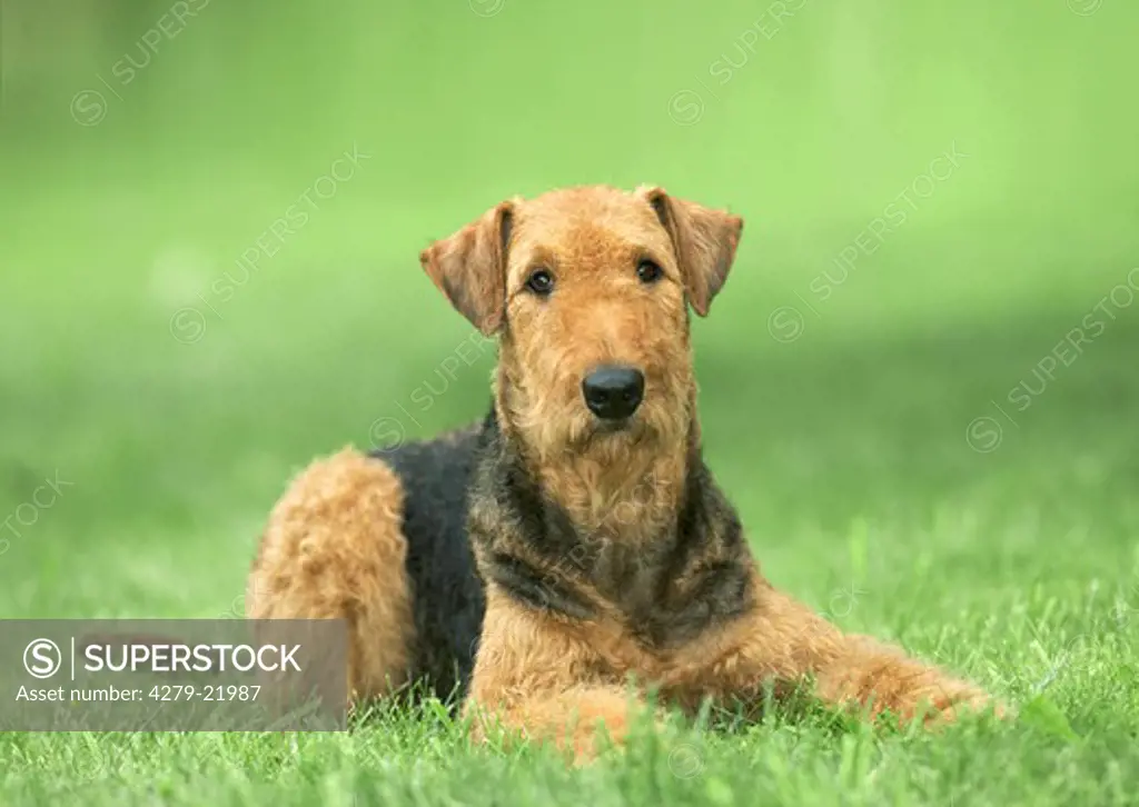 Airedale Terrier - lying on meadow
