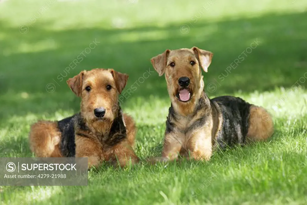 two Airedale Terrier - lying on meadow