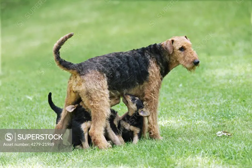 Airedale Terrier suckling puppies