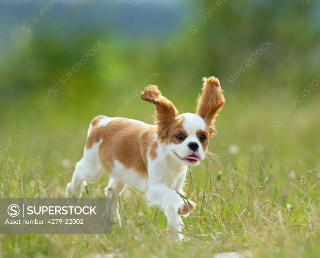 Cavalier King Charles Spaniel puppy - running on meadow