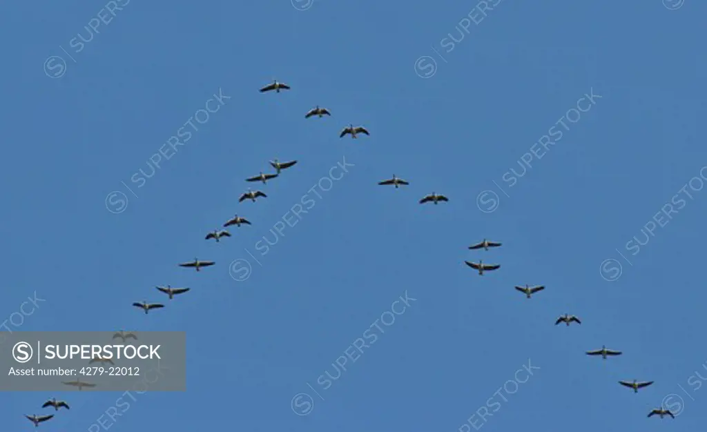 greylag geese - flying, Anser anser