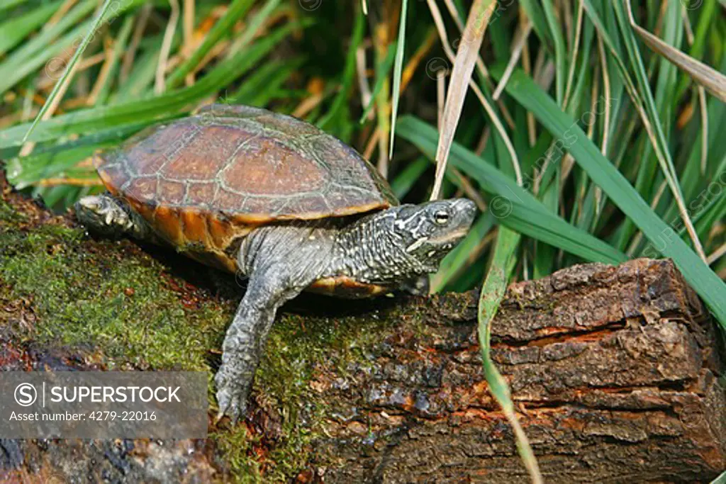 Chinese Three-keeled Pond Turtle, Chinemys revesii