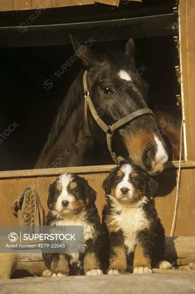two Bernese Mountain dog puppies and horse