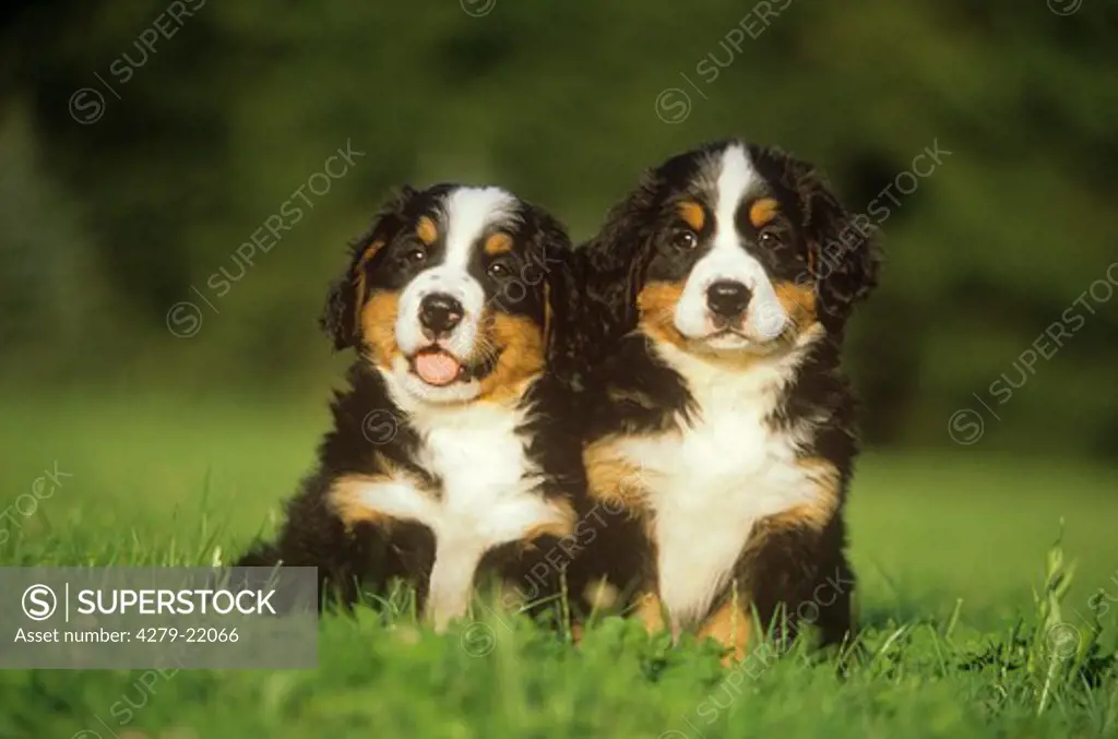 two Bernese Mountain dog puppies on meadow