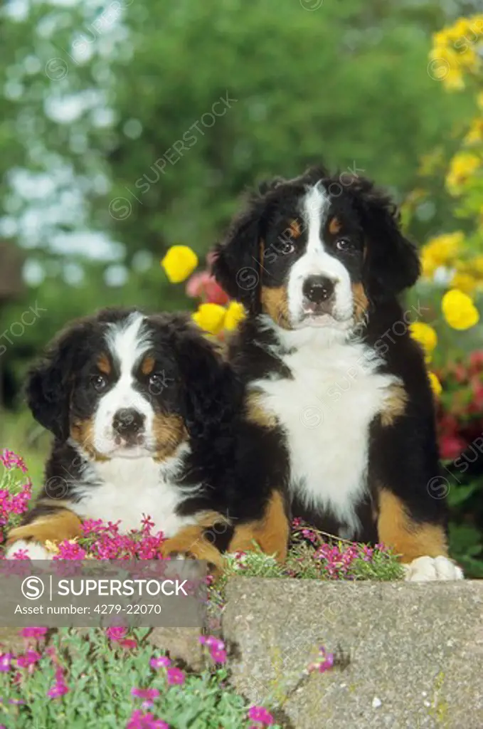 two Bernese Mountain dog puppies between flowers
