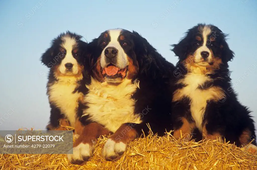 Bernese Mountain dog and two puppies in straw