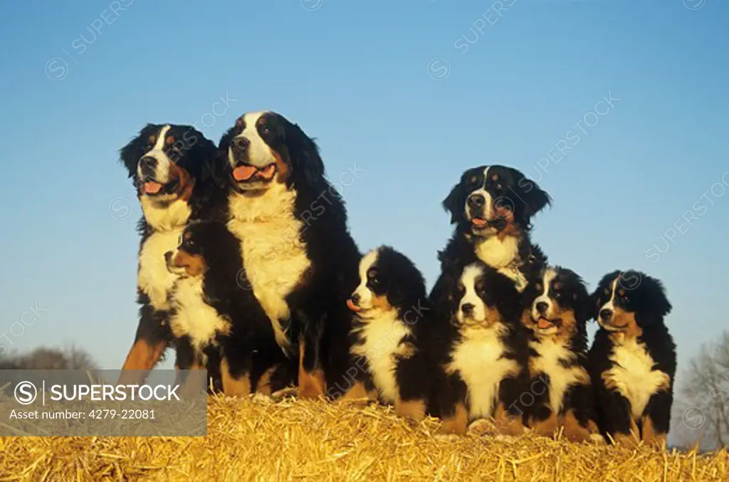Bernese Mountain dog with puppies in straw