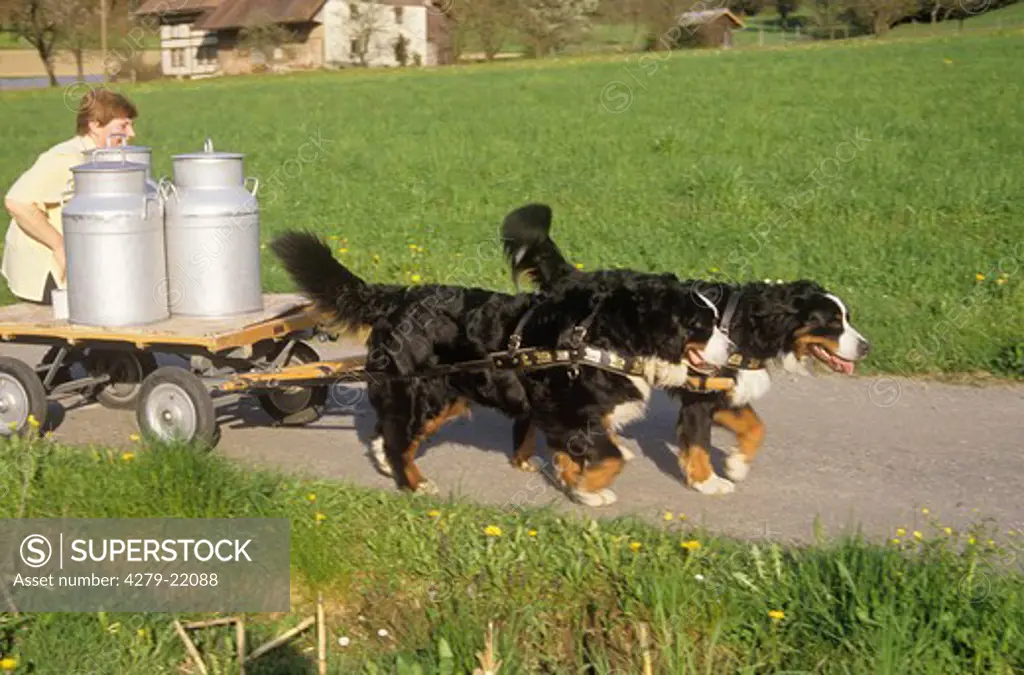two Bernese Mountain dogs drawing hay cart