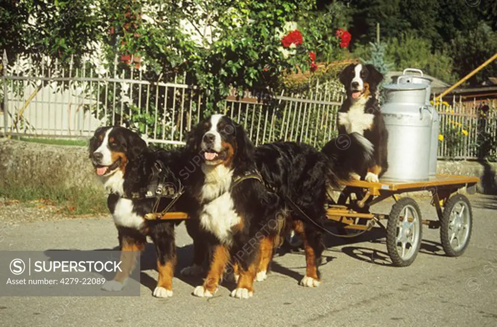 two Bernese Mountain dogs and puppy with hay cart