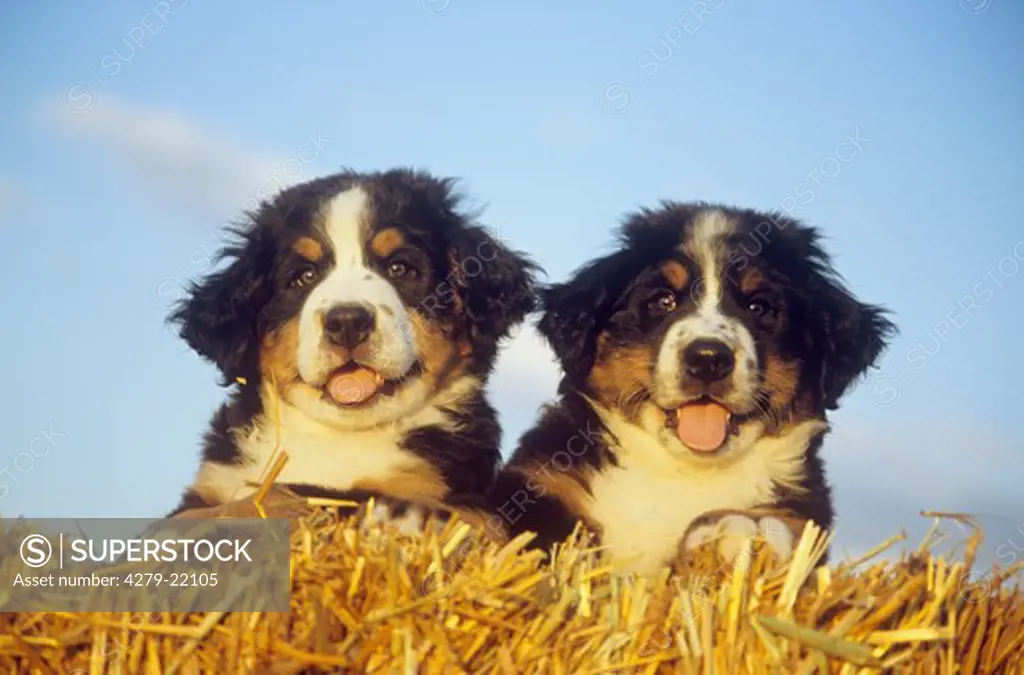 two Bernese Mountain dog puppies in straw