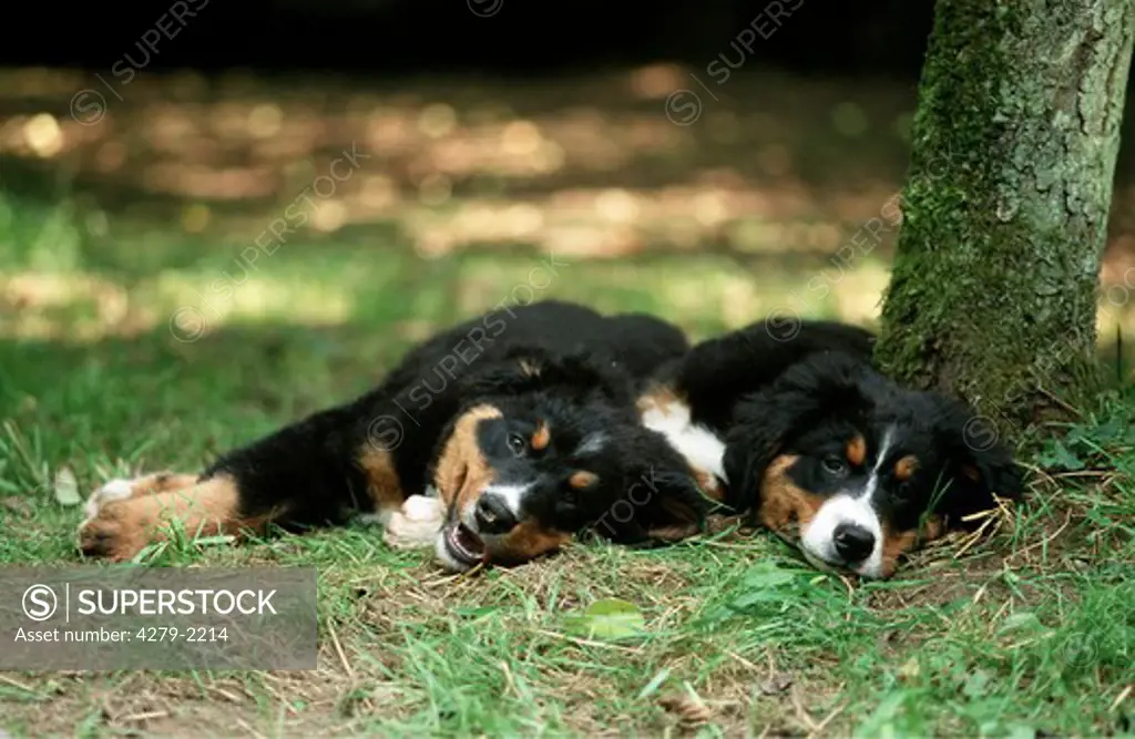 puppies lying on gras