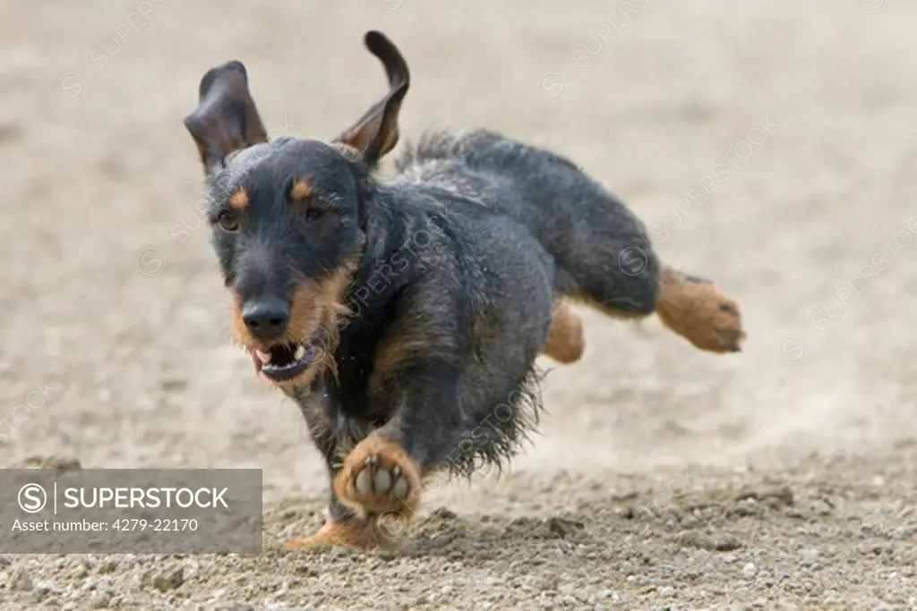 wire-haired dachshund - running