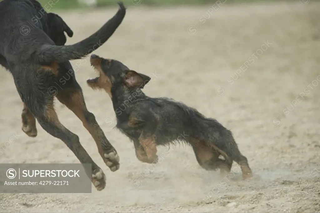 two dogs - fighting