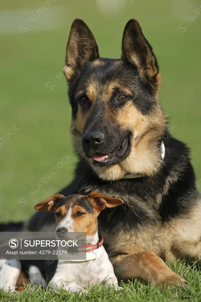 German Shepherd dog and Jack Russell Terrier - lying on meadow