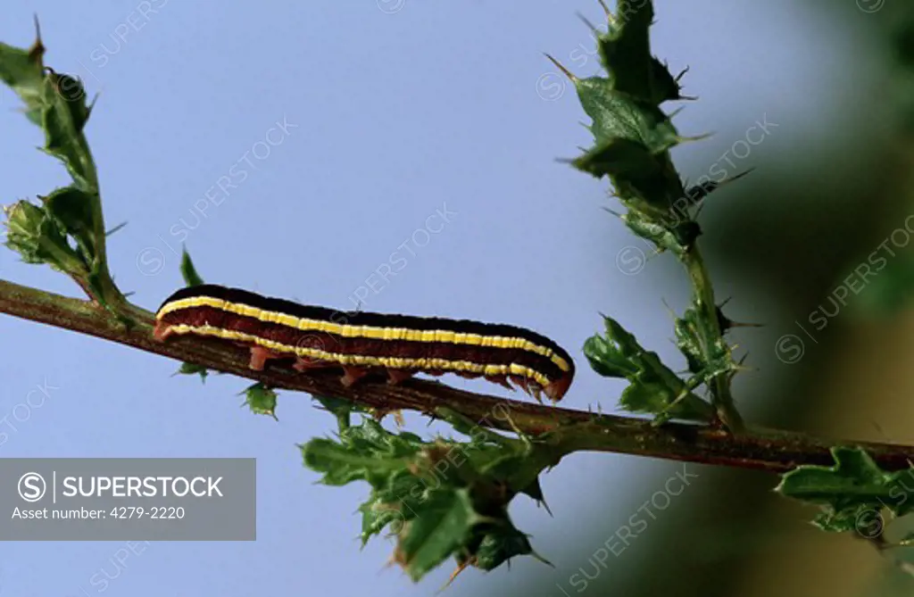 caterpillar - broom moth, Melanchra pisi