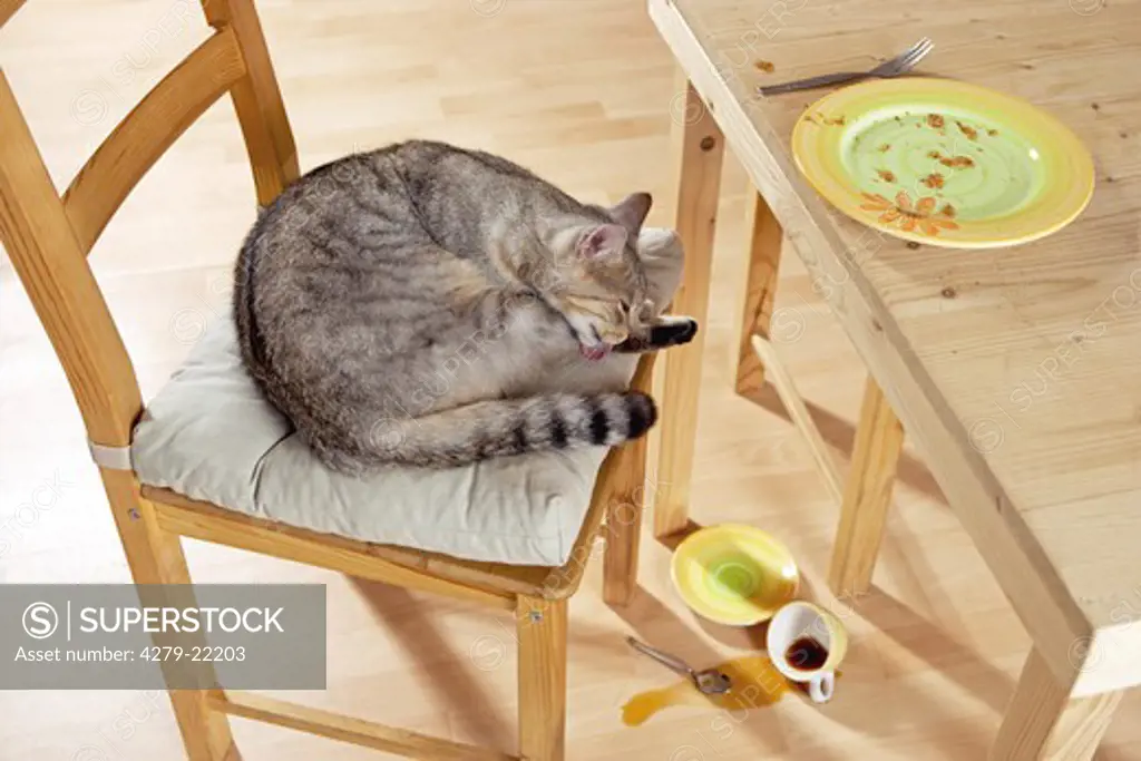 bad habit : domestic cat at table