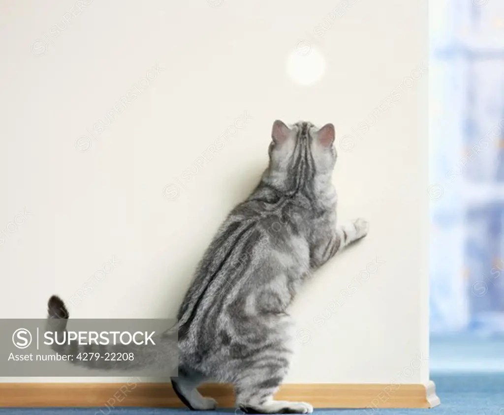 British Shorthair cat - hunting light spot