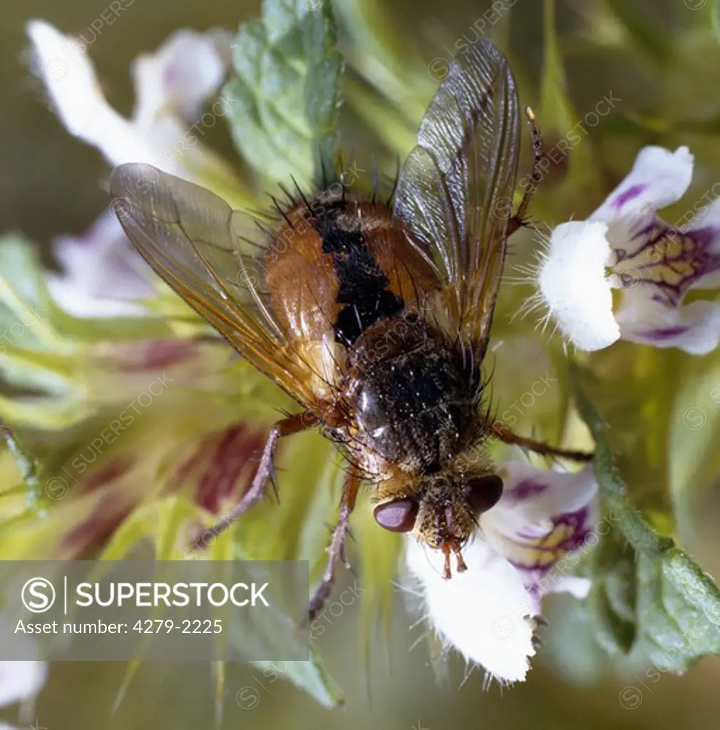 tachinids, parasitic fly on flower, Tachinidae