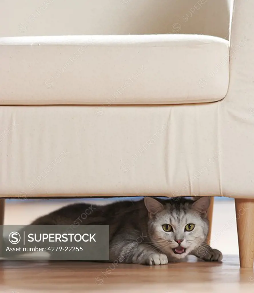 behaviour : British Shorthair cat under chair