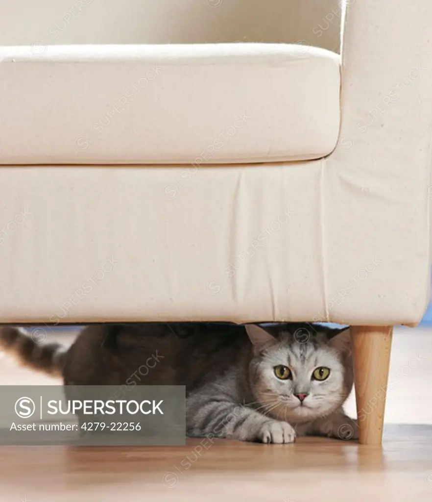 behaviour : British Shorthair cat under chair
