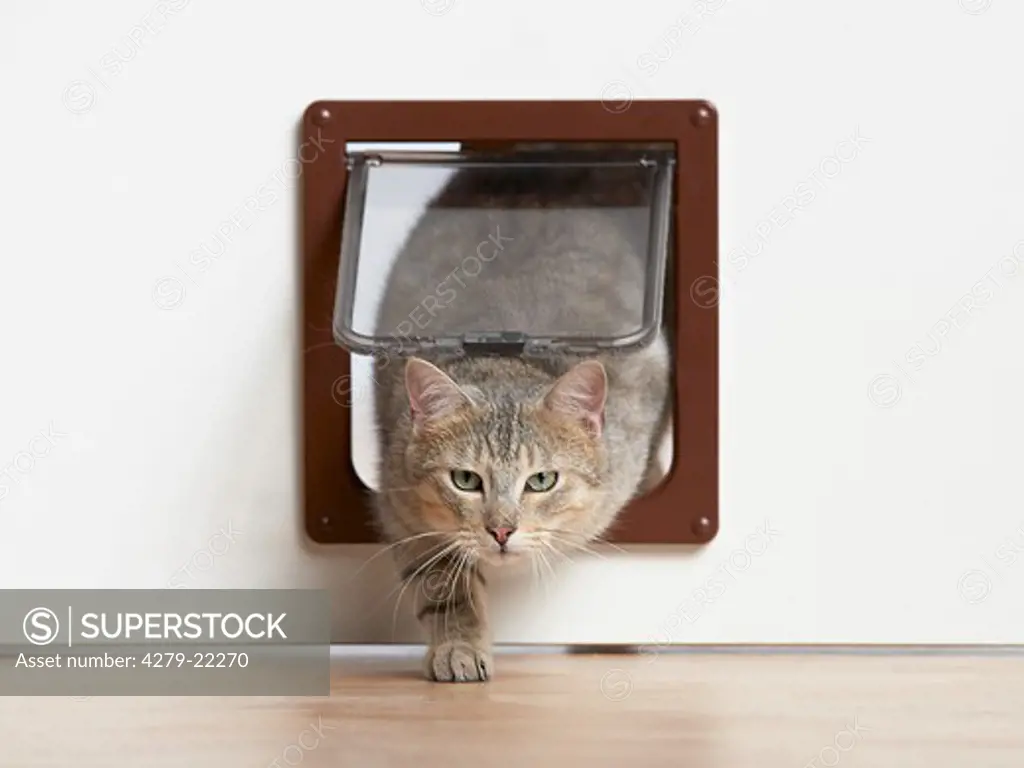 domestic cat - walking through cat flap