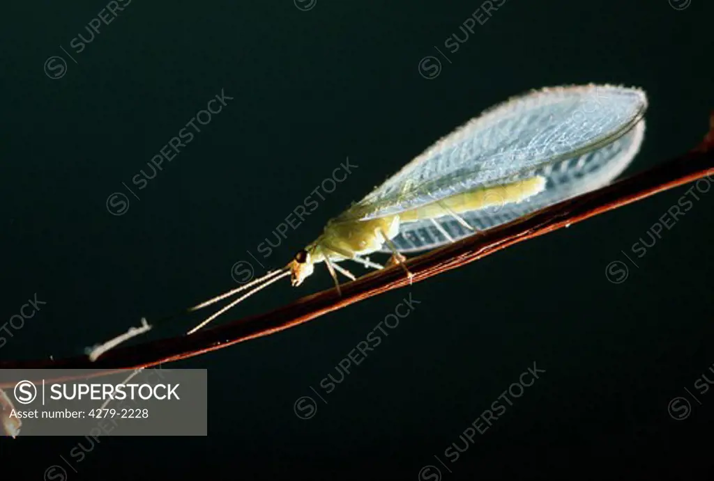 anysochrysa carnea, common green lacewing