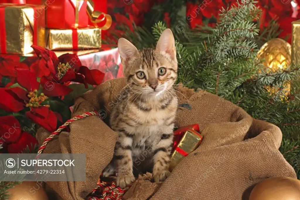 Bengal kitten in front of christmas presents