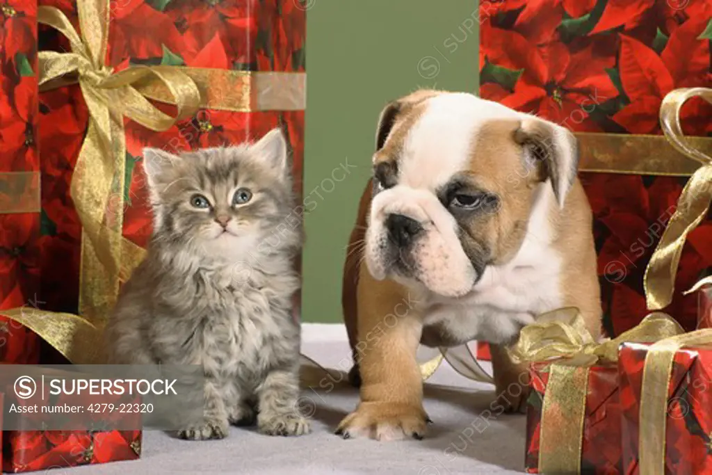 animal friendship : kitten and young French bulldog between christmas presents