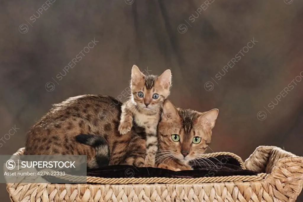 Bengal cat and ktiten
