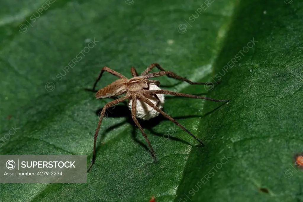 pisauridae, nursey-web, fisher, sishing spider