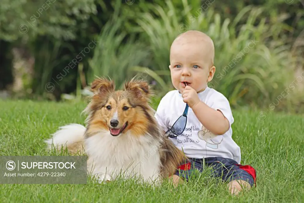 Sheltie and boy on meadow