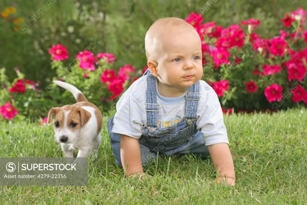boy and Jack Russell Terrier puppy