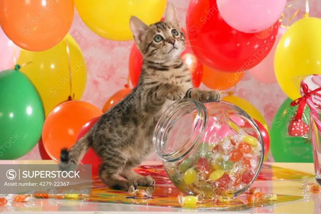 Bengal kitten between balloons and sweets