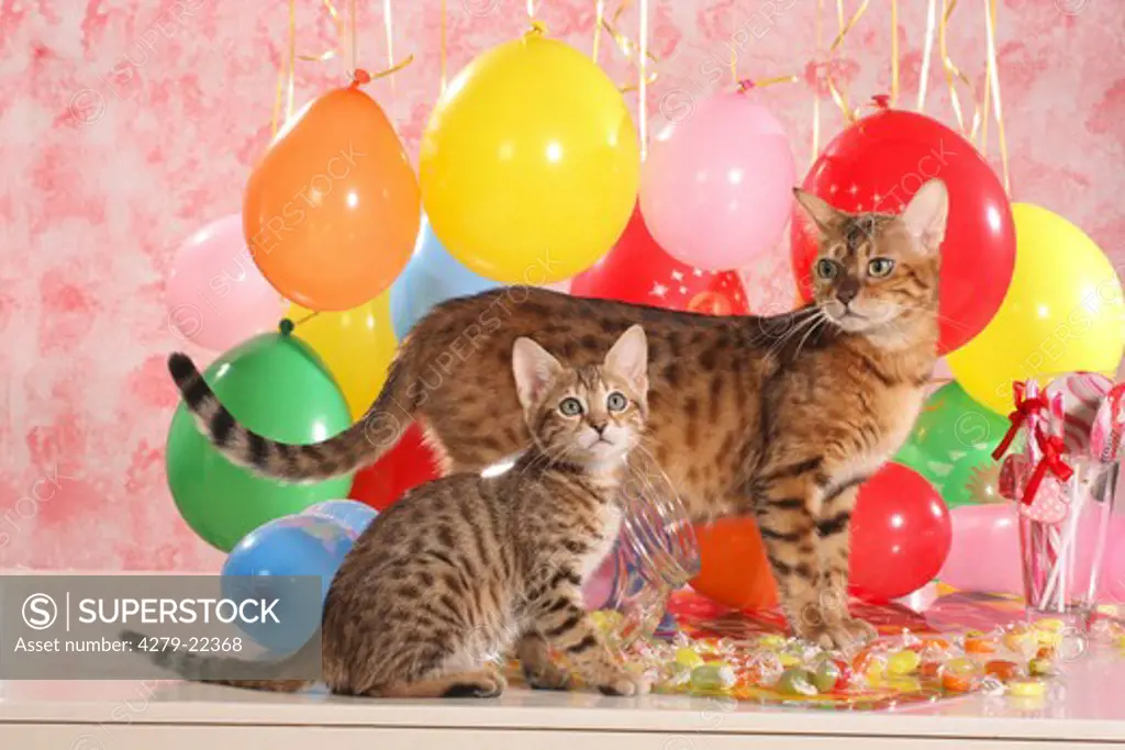Bengal cat with kitten between balloons and sweets