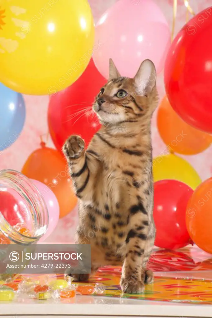 Bengal kitten between balloons and sweets