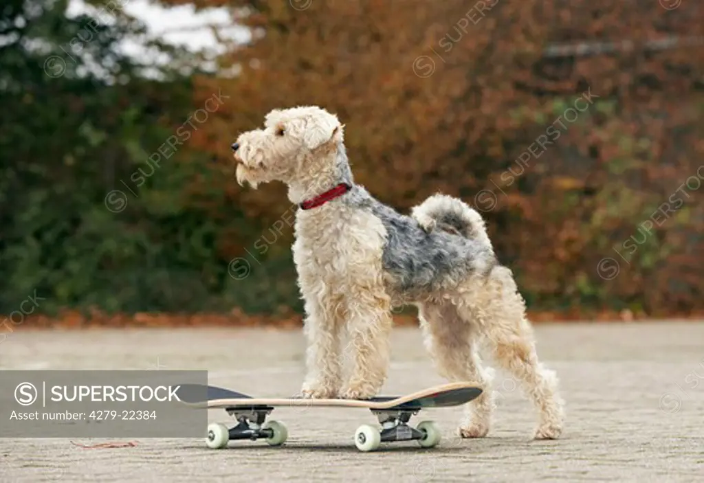 Lakeland Terrier - standing on skateboard